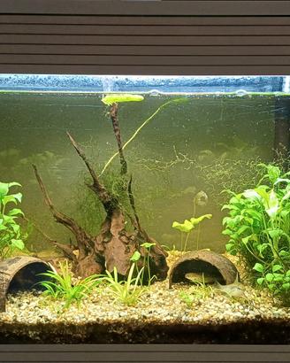 Askoll pure led