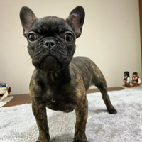 Bulldog Francese