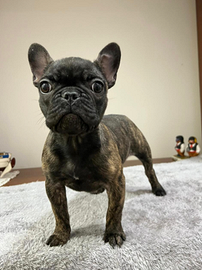 Bulldog Francese