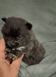 Pomerania mini mini Toy da borsetta colore blu