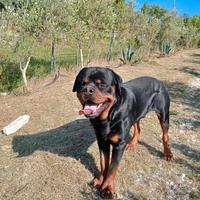 Cuccioli di rottweiler