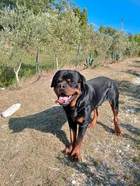Cuccioli di rottweiler