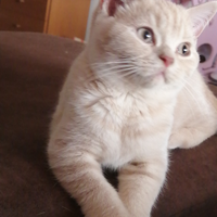 Cucciolo British Shorthair Crema