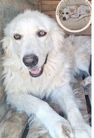 Dea mix Maremmana 4anni occhi ambra.COSENZA SOS