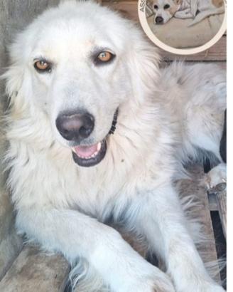 Dea mix Maremmana 4anni occhi ambra.COSENZA SOS
