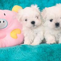 Maltese cucciolo
