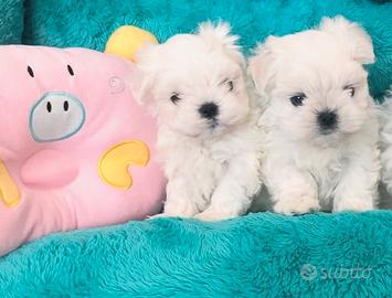 Maltese cucciolo