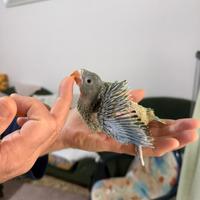 Parrocchetto dal collare ALLEVATO A MANO