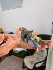 Parrocchetto dal collare ALLEVATO A MANO