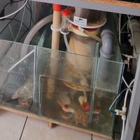 Schiumatoio bubble magus curve 9