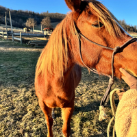 Cavalla beata Red roan