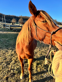 Cavalla beata Red roan