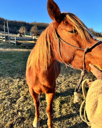 Cavalla beata Red roan