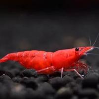 Caridine red sakura - Gamberetti acquario dolce