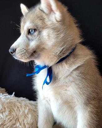 Siberian husky cucciolata con pedigree