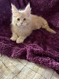Maine Coon Cream