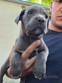 Cuccioli cane corso