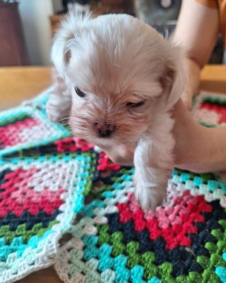 Maltese maschio