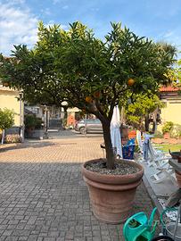 Pianta arncio