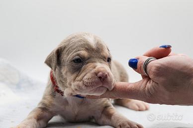 American pitbull terrier