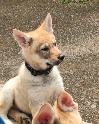 Cuccioli cane lupo cecoslovacco