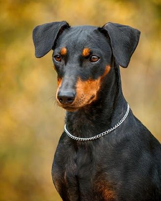 German pinscher cuccioli - pedigree ENCI