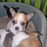 3 Cuccioli chihuahua di 2 mesi