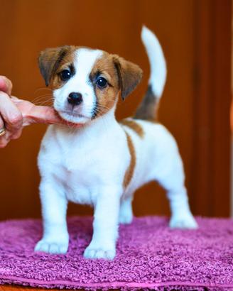 Jack russell cucciolo e cucciola