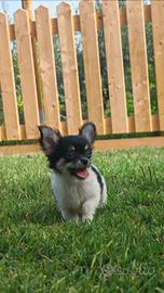 Chihuahua cuccioli maschi