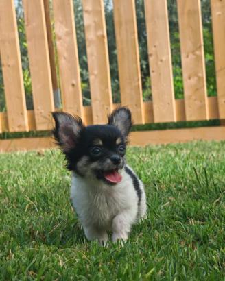 Chihuahua cuccioli maschi
