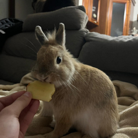 .Coniglio testa di leone