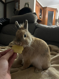 .Coniglio testa di leone