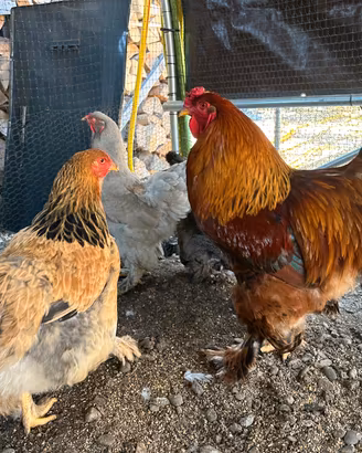 Coppie Brahma, Araucana, Marans - riproduttori