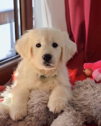Golden Retriever - alta selezione con Pedigree EN