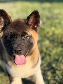 Cuccioli di Akita Americani