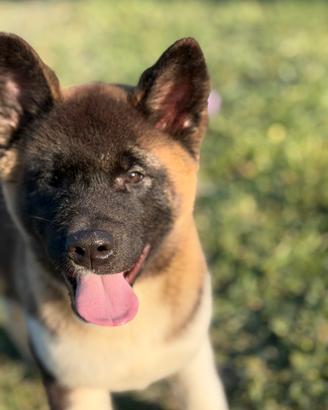 Cuccioli di Akita Americani