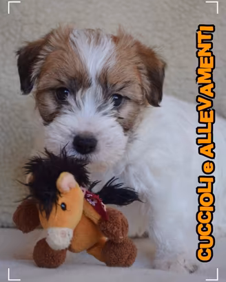 Jack Russell Pelo Broken e Ruvido - Allevamento