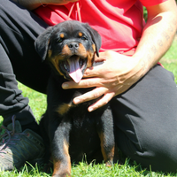 Cuccioli rottweiler alta genealogia