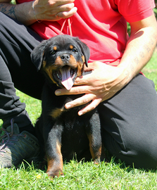 Cuccioli rottweiler alta genealogia