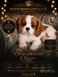 Cuccioli cavalier king