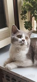 Cuccioli selkirk rex con pedigree