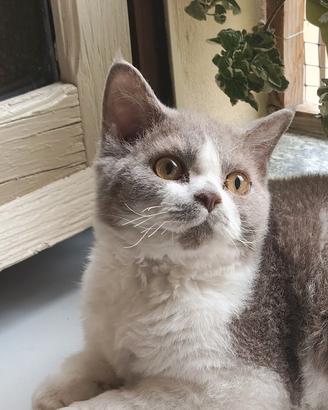 Cuccioli selkirk rex
