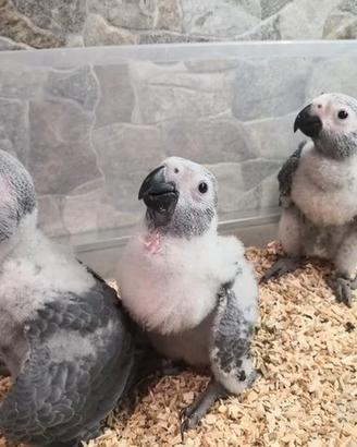 Pappagalli Cenerino DA IMBECCO