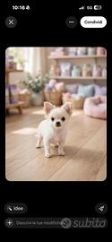 Chihuahua Toy