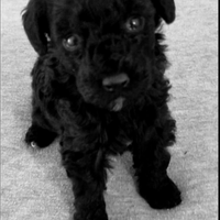 Barboncino Toy maschio nero 3rate