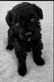 Barboncino Toy maschio nero 3rate