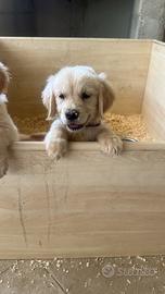 Cuccioli golden retriever ultimi tre maschietti