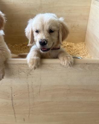 Cuccioli golden retriever ultimi tre maschietti