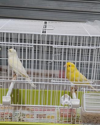 Uccelli animali