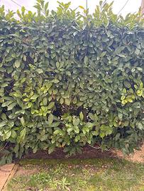 8 Piante di Lauroceraso da trapiantare